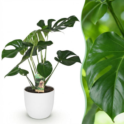 Monstera Deliciosa - Gatenplant - incl. pot wit - pot 21cm - hoogte 70-80cm