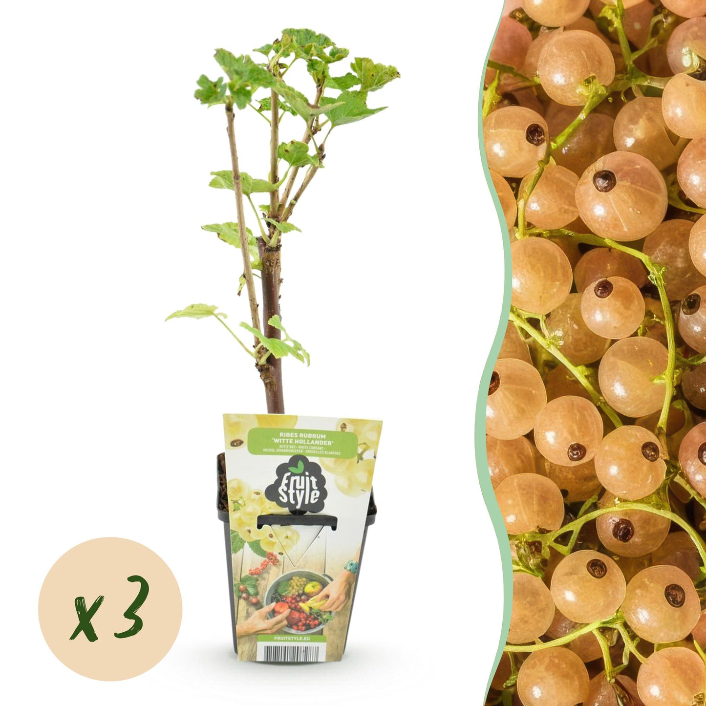 Ribes rubrum 'Witte Hollander' - Witte bes - 3 planten - Pot 9cm