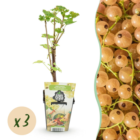 Ribes rubrum 'Witte Hollander' - Witte bes - 3 planten - Pot 9cm