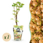 Ribes rubrum 'Witte Hollander' - Witte bes - 3 planten - Pot 9cm