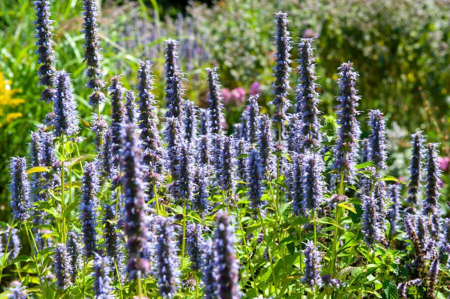 Agastache 'Black Adder' - Dropplant