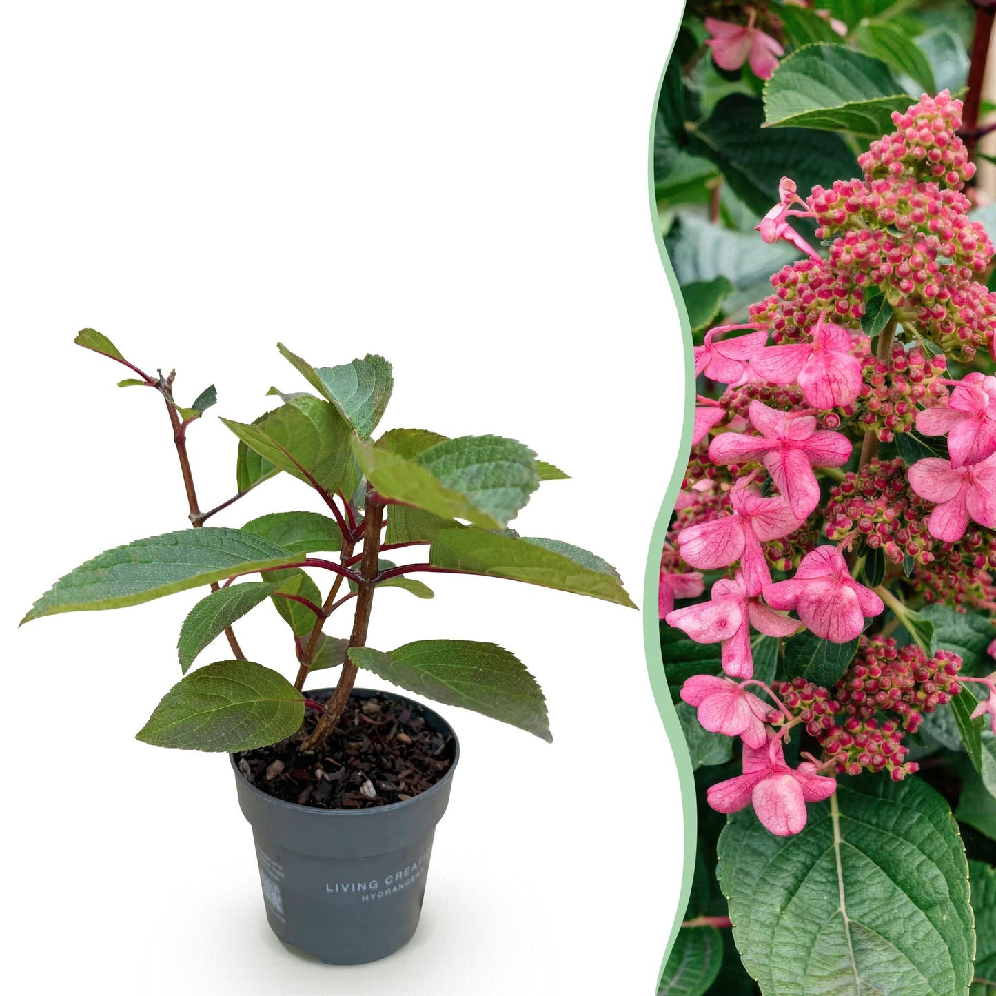 Hydrangea panniculata 'Living Infinity' - Pluimhortensia - hoogte 20-30cm