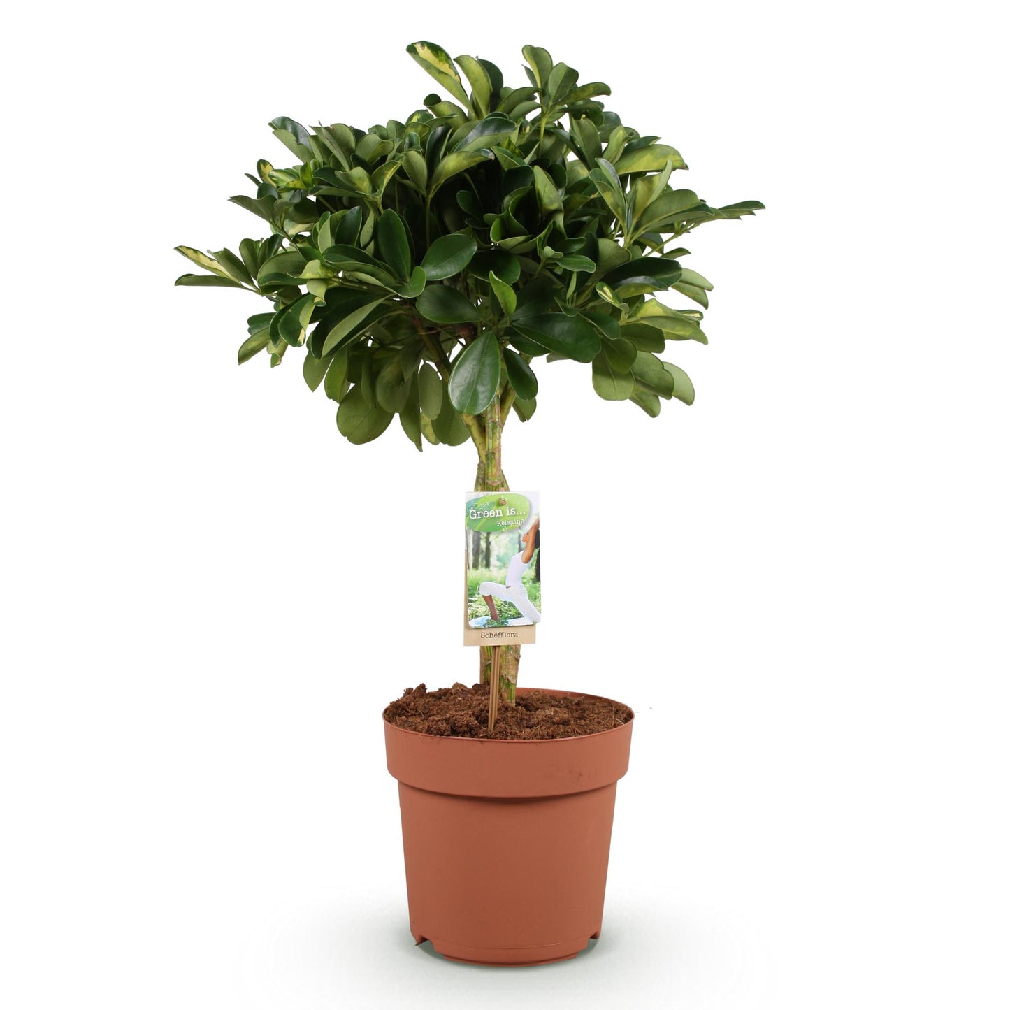 Schefflera Gold Capelle - Vingerboom - pot 21cm - hoogte 70-81cm
