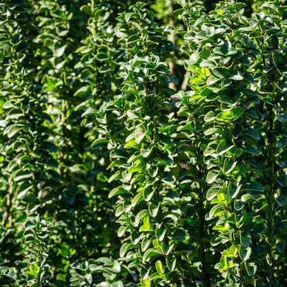 Euonymus japonica 'Green Spire' - Kardinaalsmuts - hoogte 40cm