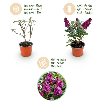 Buddleja davidii 'Butterfly Candy Little Ruby' - Vlinderstruik - hoogte 20-25cm