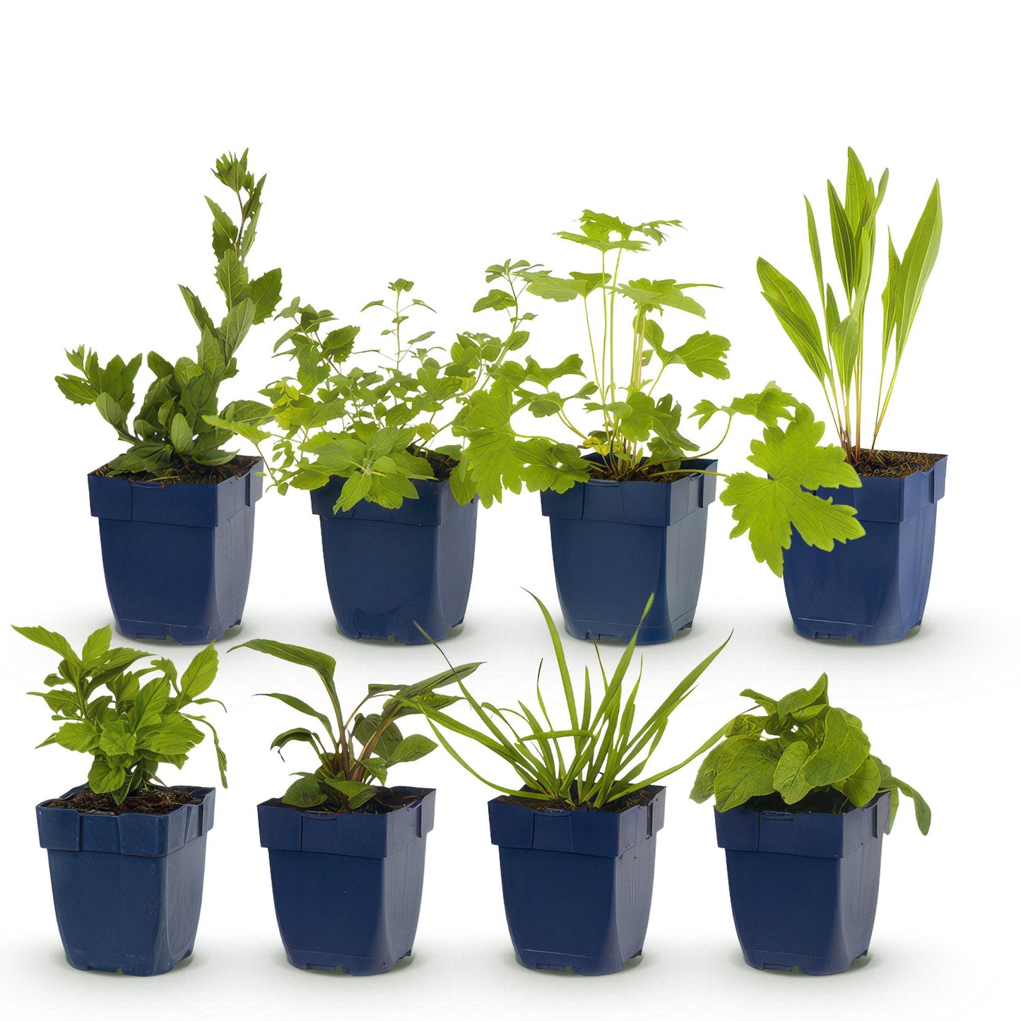 Borderpakket - Bijen en Vlinderlokkend - vaste planten - 1 m2