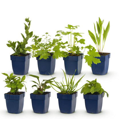 Borderpakket - Bijen en Vlinderlokkend - vaste planten - 1 m2
