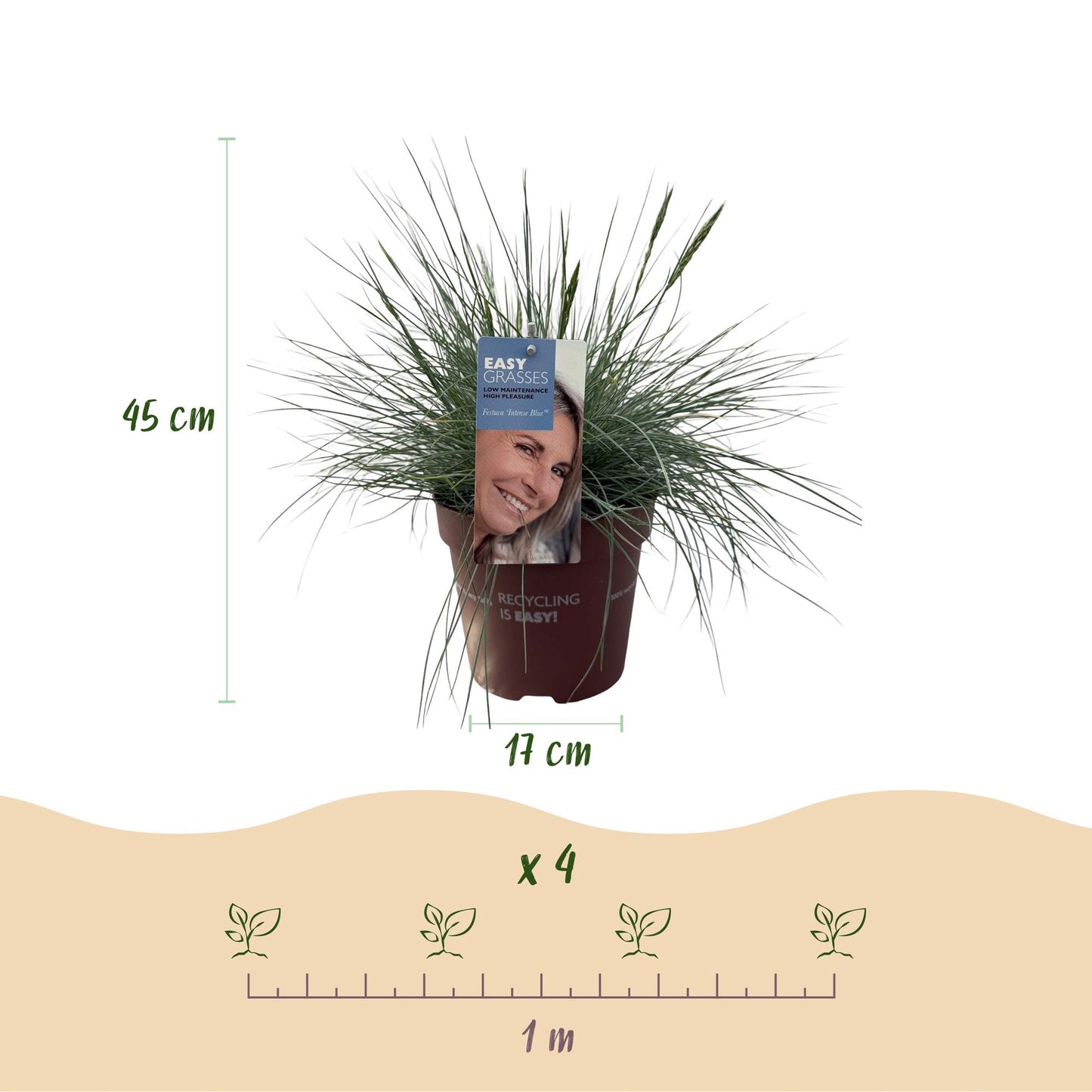 Green boutiQ - Siergrassen - Festuca glauca Intense Blue  - Blauw - 1 Plant - Groenblijvend - Winterhard - Pot 17cm Hoogte 50cm