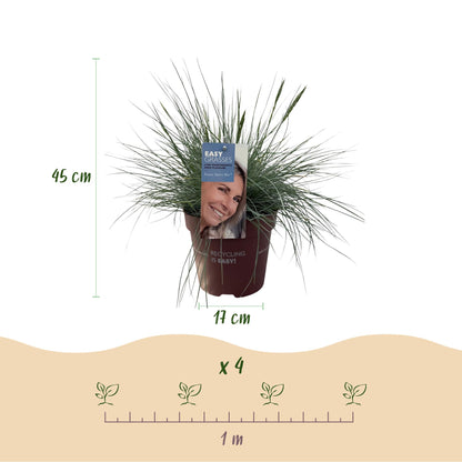 Green boutiQ - Siergrassen - Festuca glauca Intense Blue  - Blauw - 1 Plant - Groenblijvend - Winterhard - Pot 17cm Hoogte 50cm