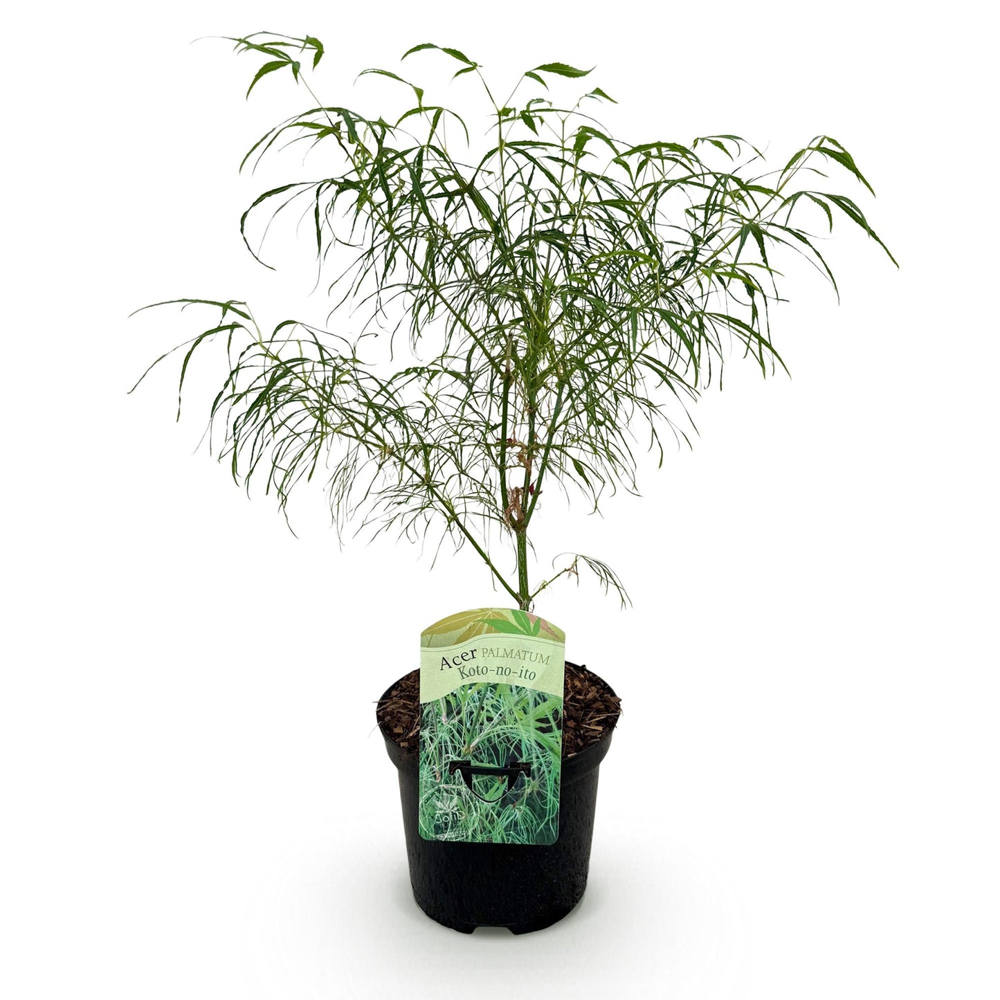 Acer palmatum 'Koto-no-Ito' - Japanse Esdoorn - hoogte 70cm