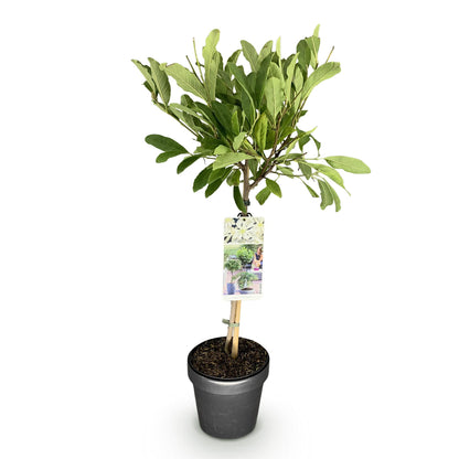 Magnolia stellata op stam - Stermagnolia - hoogte 90cm