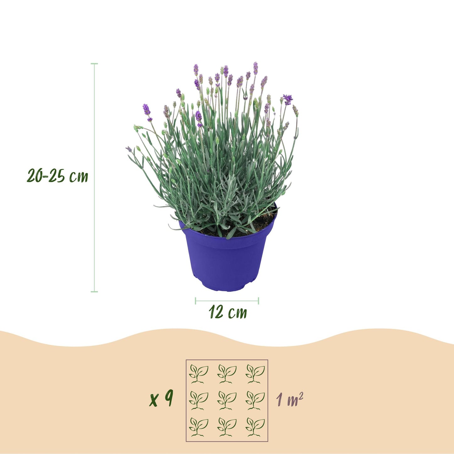 Green boutiQ - Tuinplant - Lavandula angustifolia Hidcote - Lavendel - Winterhard - Paars - 3 Planten - Pot 12cm - Hoogte 15-25cm