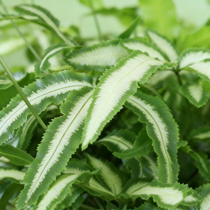 Green boutiQ - Kamerplant - Pteris cretica Albolineata - Lintvaren - Huisdiervriendelijke Plant - Groen - 2 Planten - met Potter Wit - Pot 12cm - Hoogte 20cm
