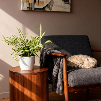 Green boutiQ - Kamerplant - Pteris cretica Albolineata - Lintvaren - Huisdiervriendelijke Plant - Groen - 2 Planten - met Potter Wit - Pot 12cm - Hoogte 20cm