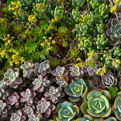 Green boutiQ - Bodembedekker - Winterhard - Alpine Mix - 8 Planten - Diversen Kleuren  - Weinig Onderhoud - Pot 14 Hoogte 17