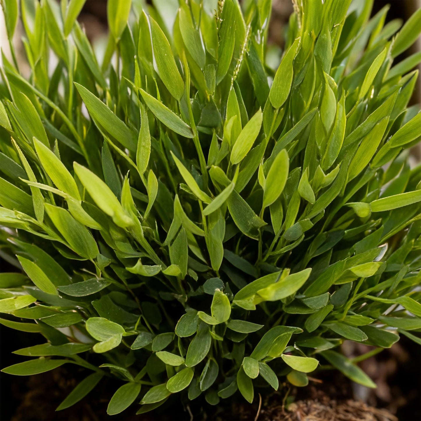 Green boutiQ - Kamerplant - Bamusa Pogonatherum Monica - Bamboegras - Huisdiervriendelijke Plant - Groen - 1 Plant - met Potter Grijs - Pot 12cm - Hoogte 20cm