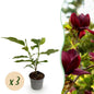 Green boutiQ - Tuinplant - Magnolia Genie - Bloem Paars - 3 Planten - Bladverliezend - Weinig Onderhoud - Pot 12cm Hoogte 30cm