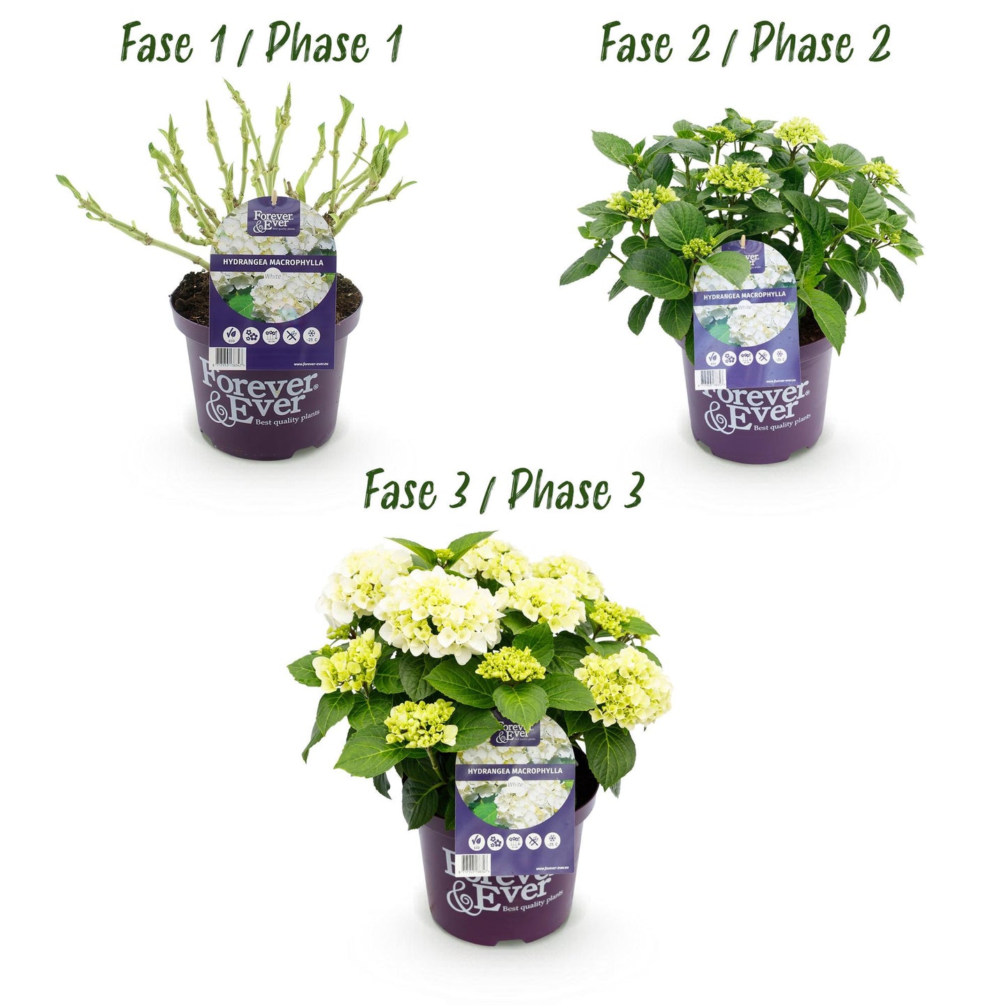 Hydrangea 'Forever & Ever White' - Witte Hortensia - 7-12 bloemen - hoogte 55cm