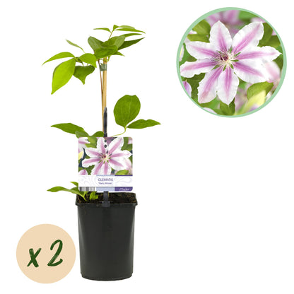 Clematis 'Nelly Moser' - Clematis - 2 planten - Pot 11cm - Hoogte 40cm