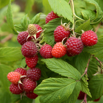 Rubus idaeus 'Autumn Bliss' - Rode Framboos