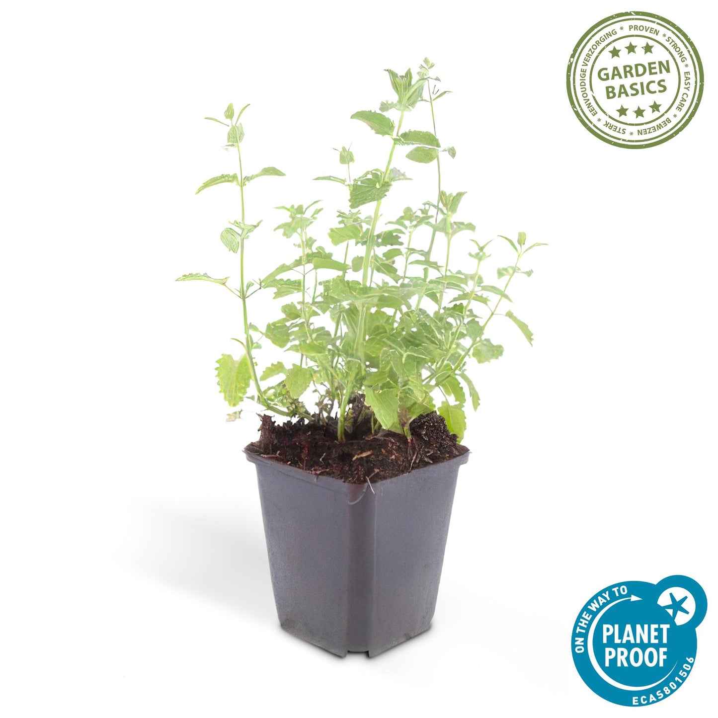 Nepeta 'Six Hills Giant' - Kattenkruid