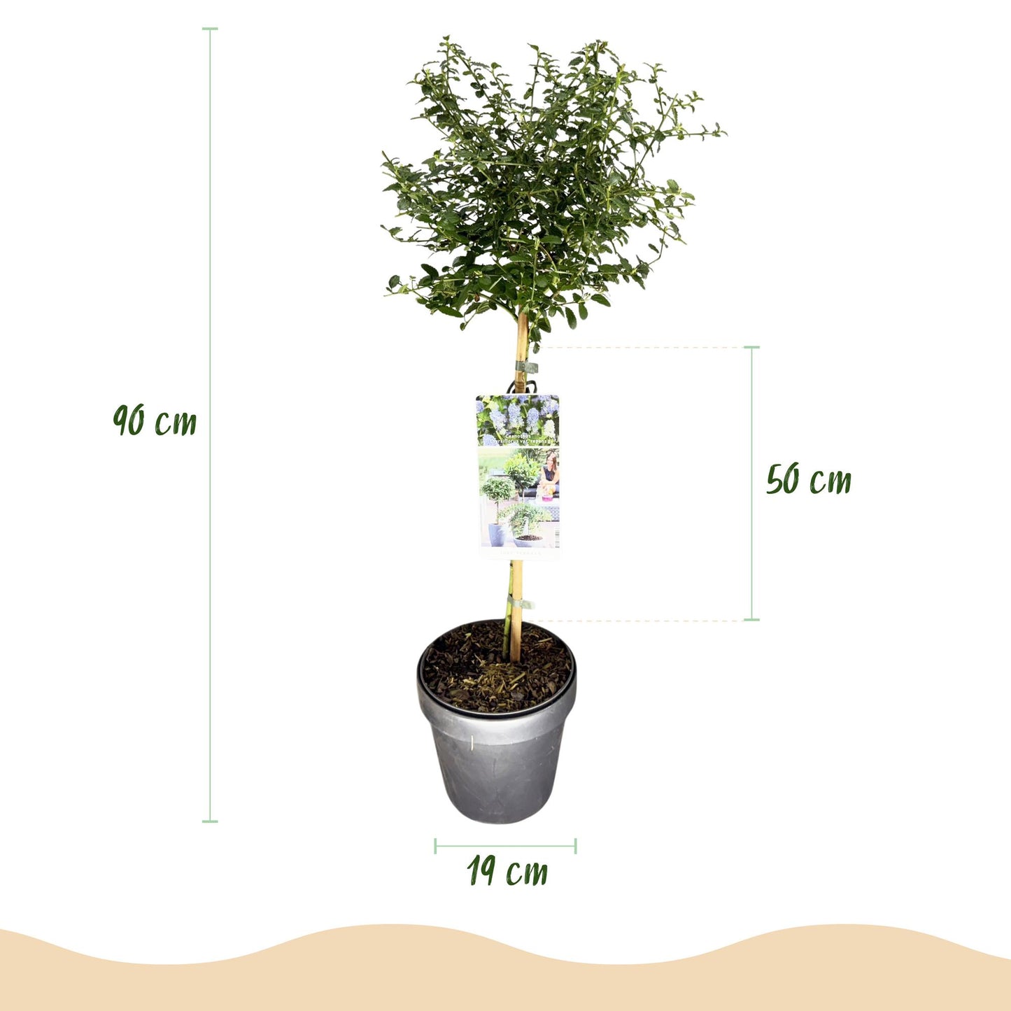 Ceanothus thyrsiflorus Repens op stam - Amerikaanse sering - hoogte 90cm