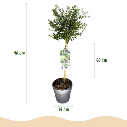 Ceanothus thyrsiflorus Repens op stam - Amerikaanse sering - hoogte 90cm