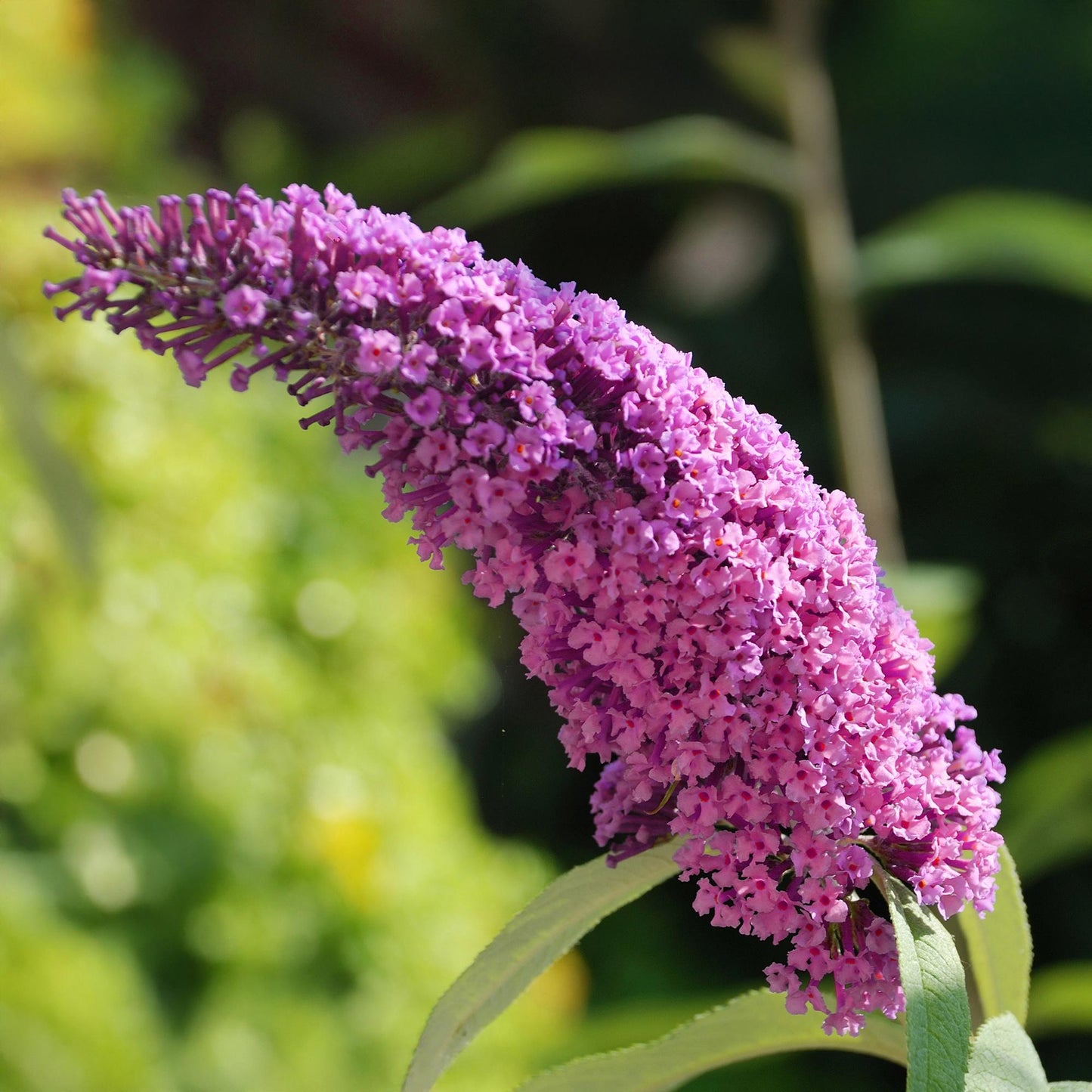 Green boutiQ - Tuinplant - Buddleja davidii Pink Delight - Vlinderstruik - Winterhard - Roze - 3 Planten - Pot 17cm - Hoogte 45cm