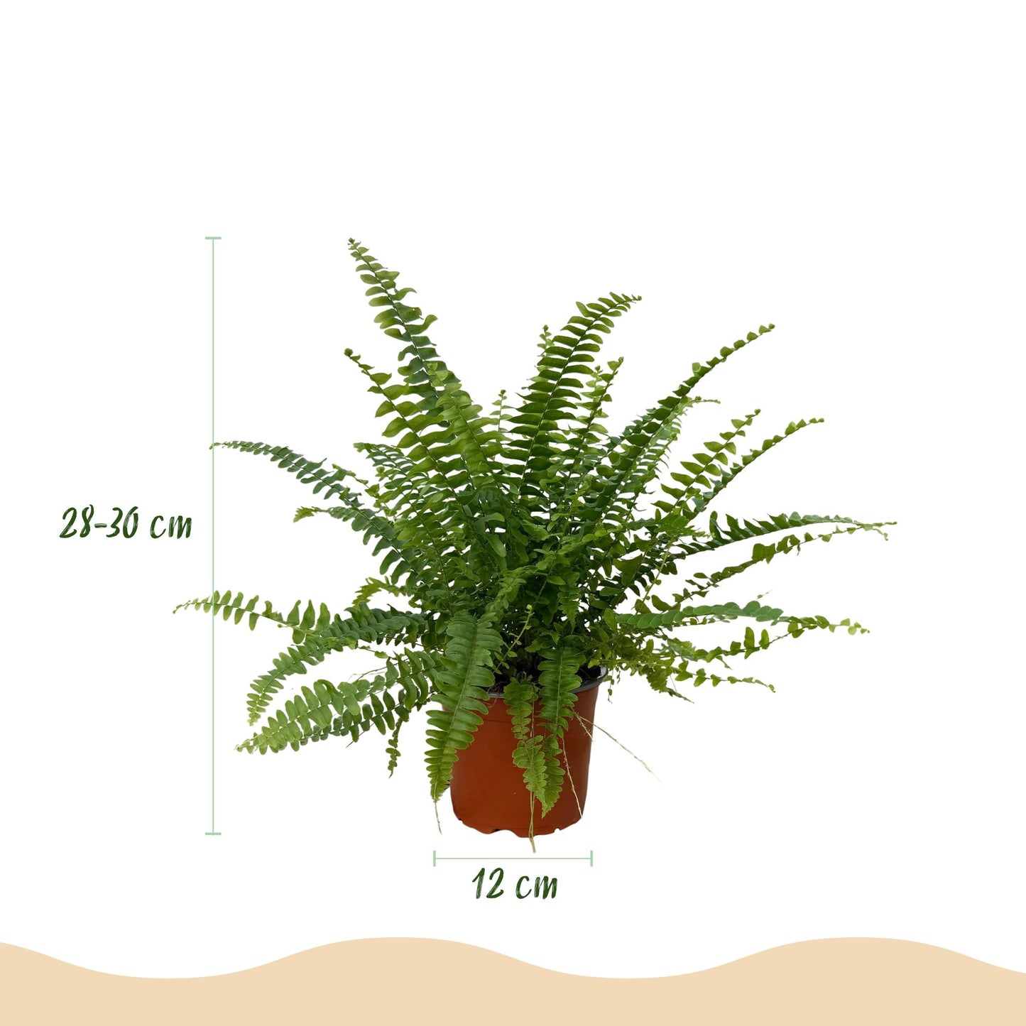 Green boutiQ - Kamerplant - Nephrolepsis exaltata Green Lady - Varen - Huisdiervriendelijk - Groen - 4 Planten - Pot 12cm - Hoogte 28-30cm