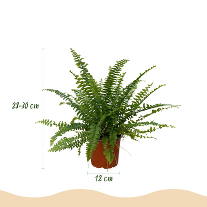 Green boutiQ - Kamerplant - Nephrolepsis exaltata Green Lady - Varen - Huisdiervriendelijk - Groen - 4 Planten - Pot 12cm - Hoogte 28-30cm