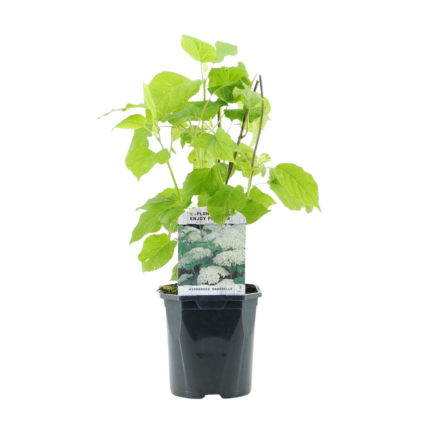 Hydrangea arborescens 'Annabelle' - Pluimhortensia - hoogte 50cm
