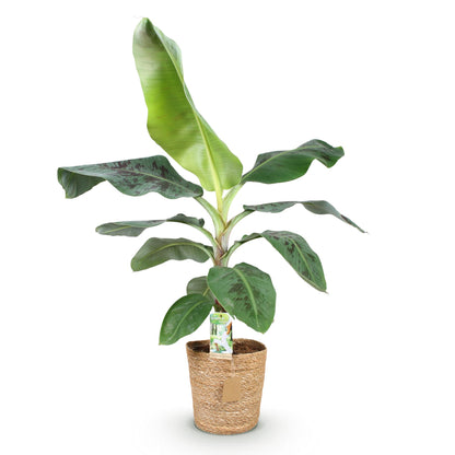 Musa acuminata Dwarf Cavendisch - Bananenplant - incl. mand - 1 plant - pot 21cm - hoogte 70-75cm