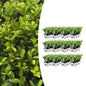 12 x 6 pack Ilex crenata 'Jenny' - Ø7 cm - ↕15 cm