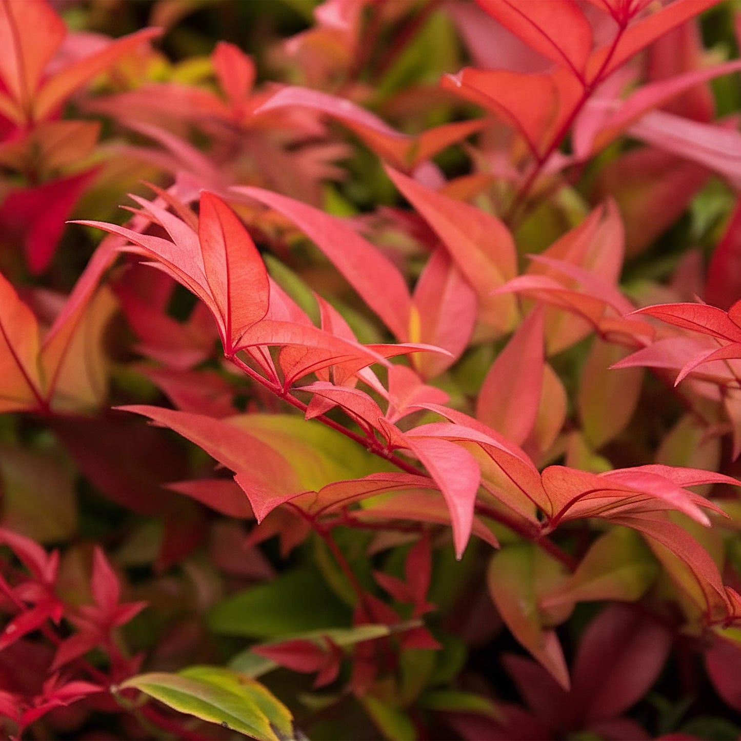 Nandina 'Gulfstream' - Schijnbamboe - hoogte 45cm