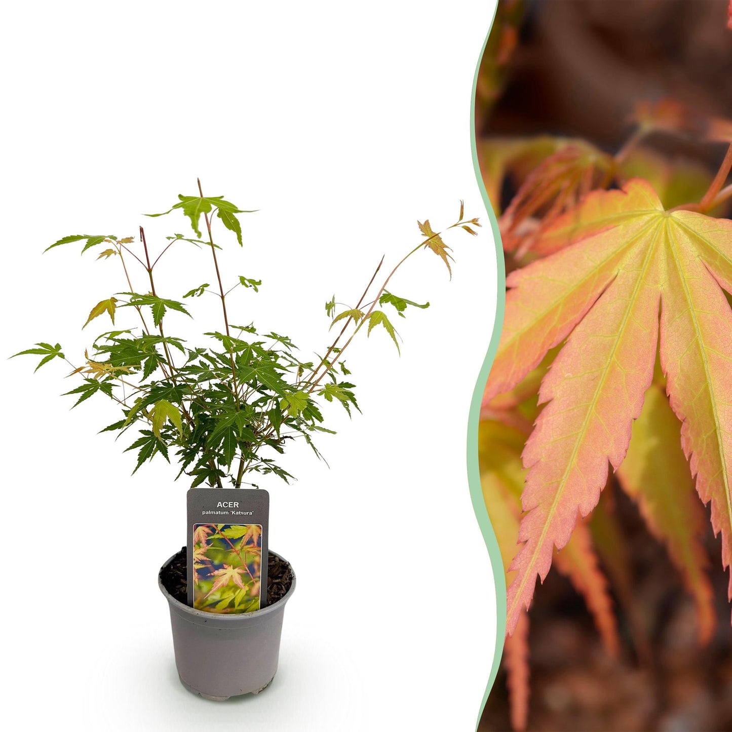 Green boutiQ - Tuinplant - Acer palmatum Katsura - Oranje - 1 Plant - Bladverliezend - Weinig Onderhoud - Pot 12cm Hoogte 35cm
