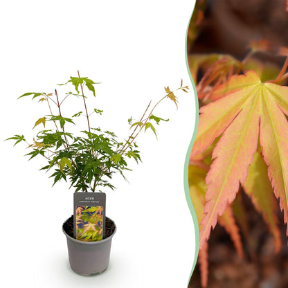 Green boutiQ - Tuinplant - Acer palmatum Katsura - Oranje - 1 Plant - Bladverliezend - Weinig Onderhoud - Pot 12cm Hoogte 35cm