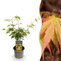 Green boutiQ - Tuinplant - Acer palmatum Katsura - Oranje - 1 Plant - Bladverliezend - Weinig Onderhoud - Pot 12cm Hoogte 35cm