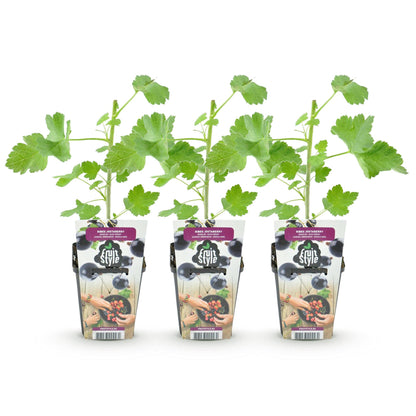 Ribes 'Jostabes' - Jostabes - 3 planten - Pot 9cm