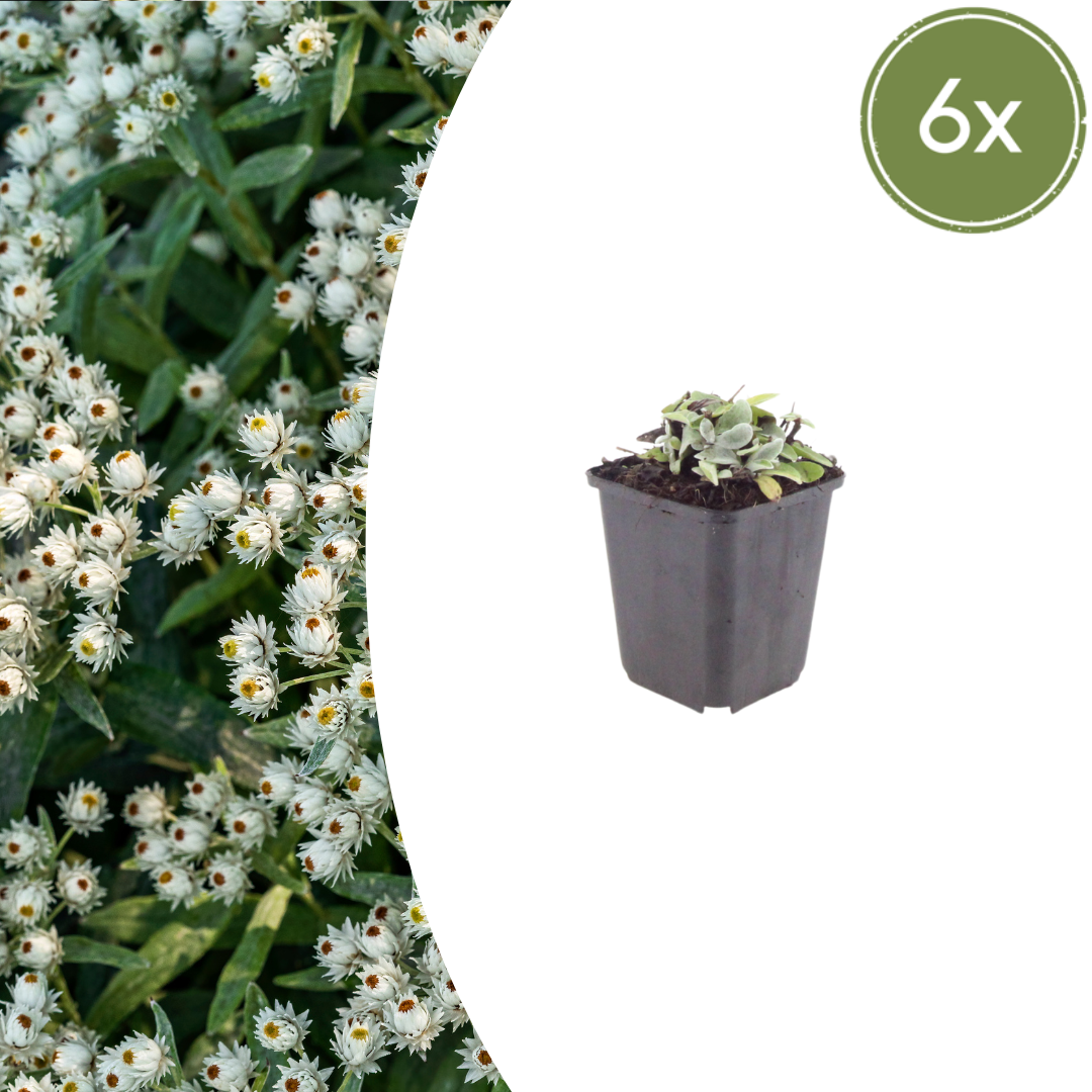Anaphalis triplinervis - Edelweiss