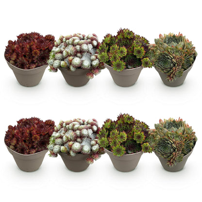 Green boutiQ - Bodembedekker - Winterhard -Sempervivum Big Sam - 8 Planten - Diversen kleuren - Weinig Onderhoud - Pot 14 Hoogte 17
