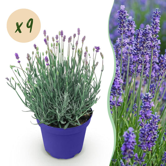 Green boutiQ - Tuinplant - Lavandula angustifolia Hidcote - Lavendel - Winterhard - Paars - 9 Planten - Pot 12cm - Hoogte 15-25cm