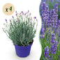 Green boutiQ - Tuinplant - Lavandula angustifolia Hidcote - Lavendel - Winterhard - Paars - 9 Planten - Pot 12cm - Hoogte 15-25cm