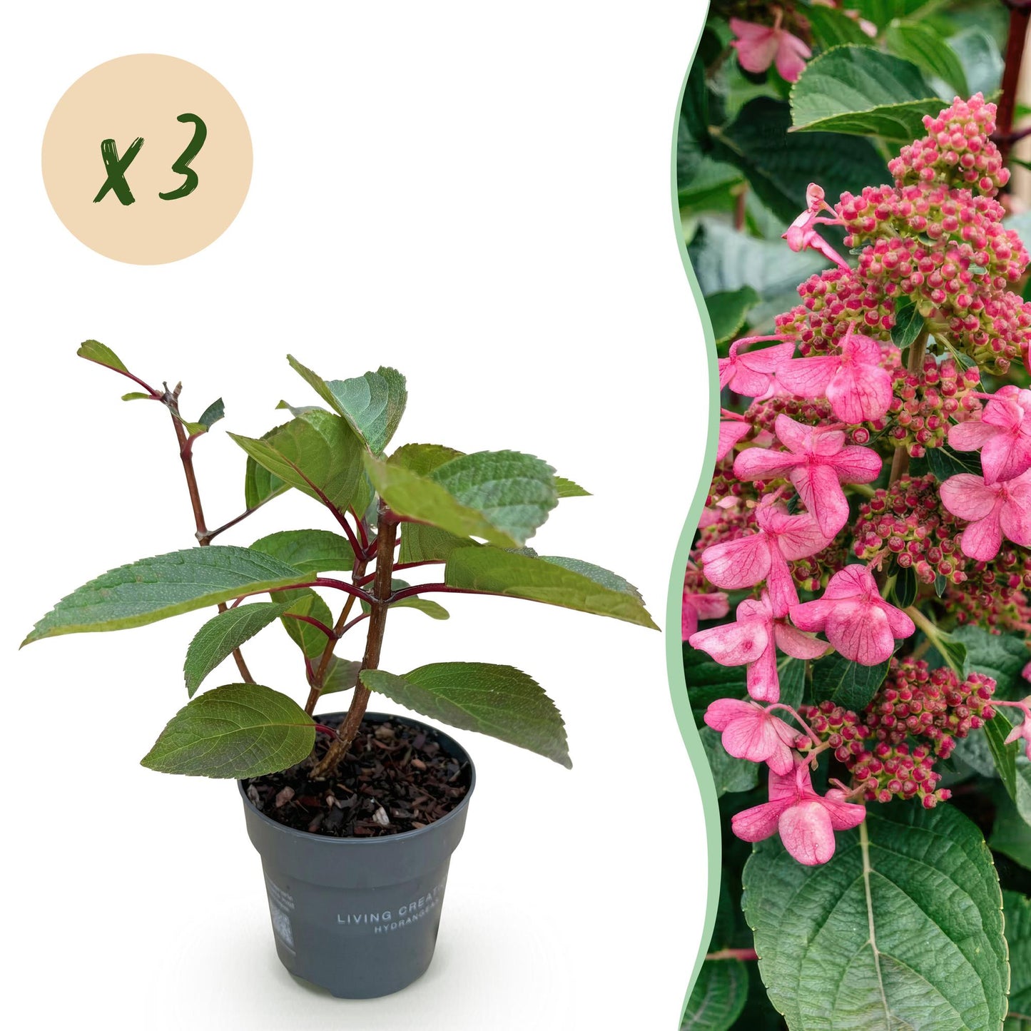 Hydrangea panniculata 'Living Infinity' - Pluimhortensia - Winterhard - Wit - 3 Planten - Pot 12cm - Hoogte Hoogte 20-30cm