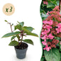Hydrangea panniculata 'Living Infinity' - Pluimhortensia - Winterhard - Wit - 3 Planten - Pot 12cm - Hoogte Hoogte 20-30cm
