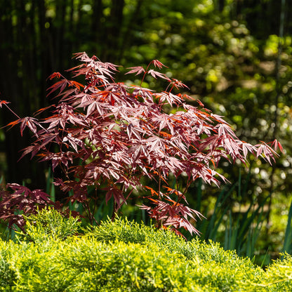 Acer palmatum 'Atropurpureum' - Japans esdoorn - hoogte 70cm