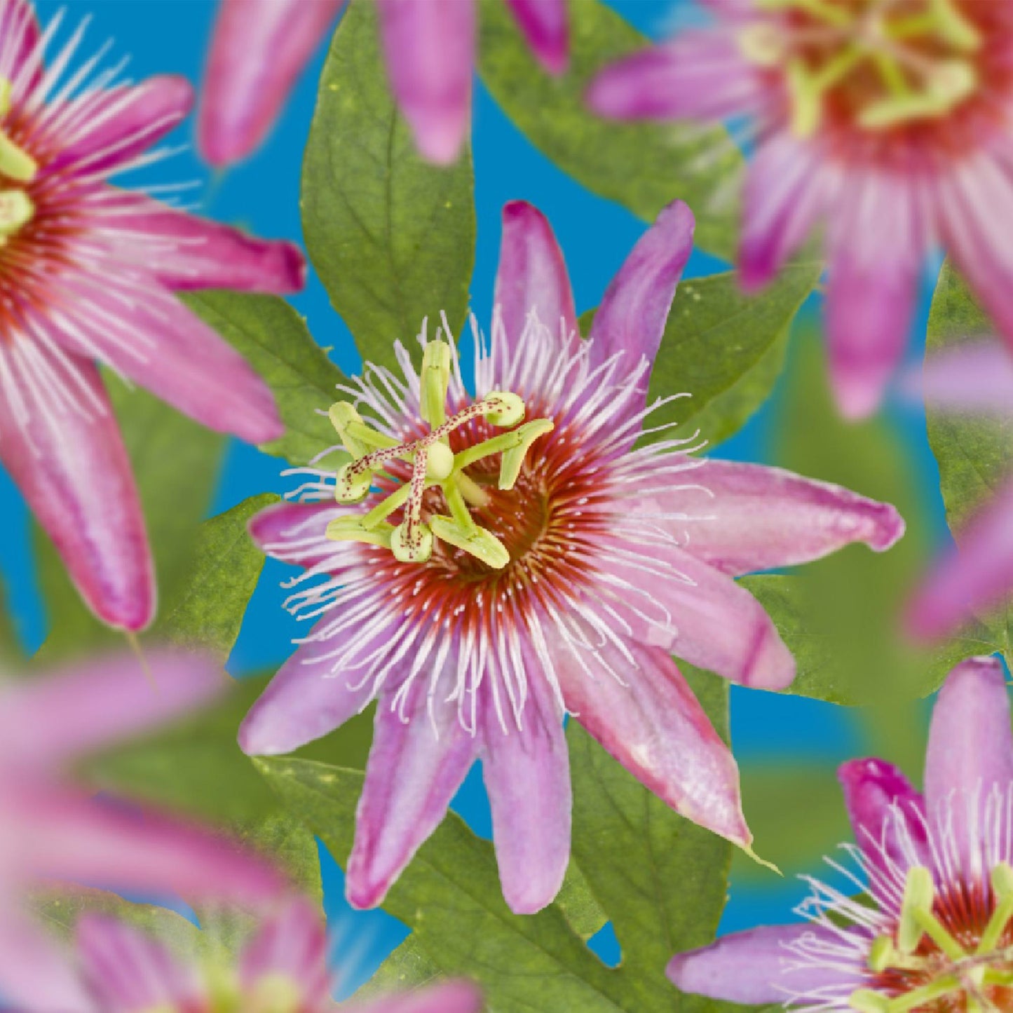 Passiflora 'Anastasia' - Passieboem