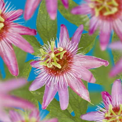 Passiflora 'Anastasia' - Passieboem