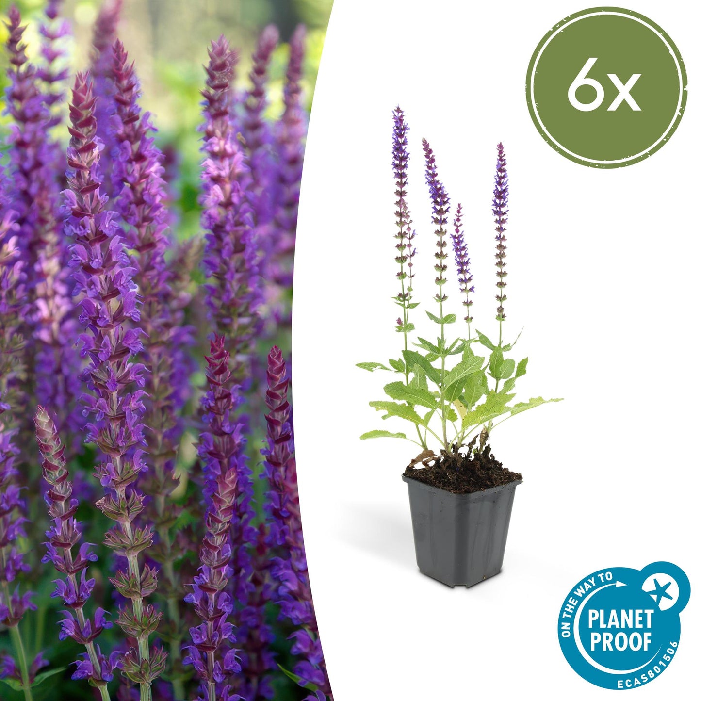 Salvia nememrosa 'Ostfriesland' - Siersalie