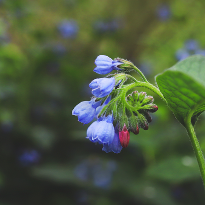 Symphytum grandiflorum 'Wisley Blue' Smeerwortel