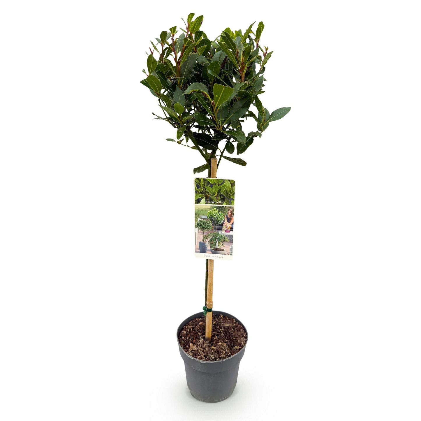 Laurus nobilis op stam - Laurier - hoogte 90cm